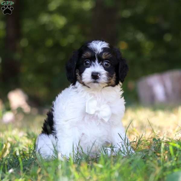 Wyatt, Cavapoo Puppy